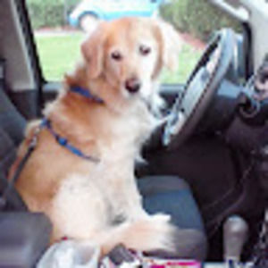 Meet your Posher, Bob